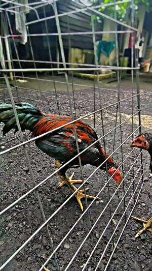 Ayam Bangkok Pakoy dalam proses pertumbuhan umur 4 bulan


 #fyp#trending 