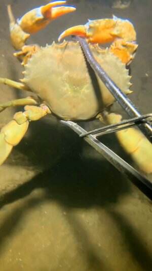 Ternyata begini kepiting capit oranye
.
#laut
#kepiting
#viral