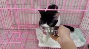 gak mau makan kalau gak disuapin
#HOTrctiplus #shortplus #kucingoyen #duniakucing