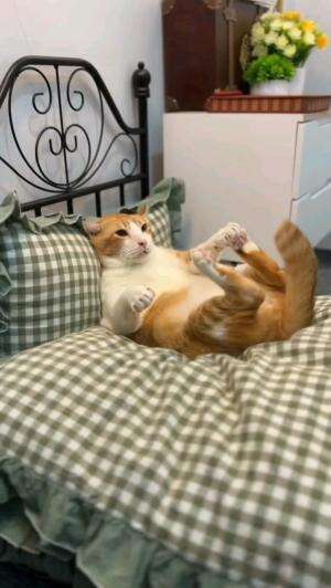 OYEN LAGI SANTAI

#kucinglucu #kucingoyen #catlovers #pencintakucing #kucinggemoy #kucinggemes #sahabarkucing