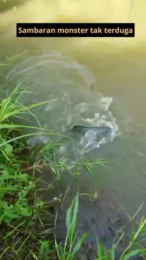 monster penghuni sungai  #casting  #wildfishing  #RCTIPlus  #rcti 