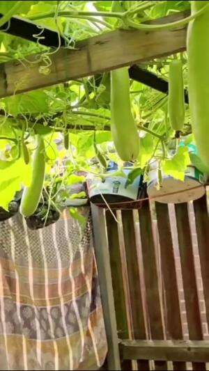 Panen labu air #Berkebun #edukasi #fyp #fypシ゚viral #trending #foryou #RCTIPlus #HOTrctiplus