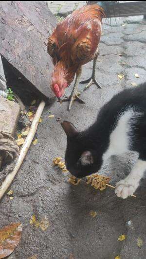 lagi makan enak malah di ganggu ayam #hewan #kucinglucu #cuteanimals