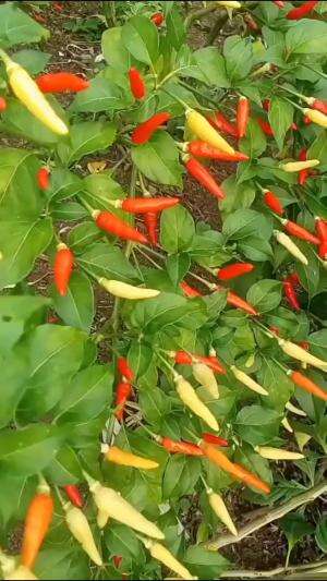 Cabe rawit siap panen bakalan melimpah #Berkebun #edukasi #fyp #fypシ゚viral #trending #foryou #RCTIPlus #HOTrctiplus
