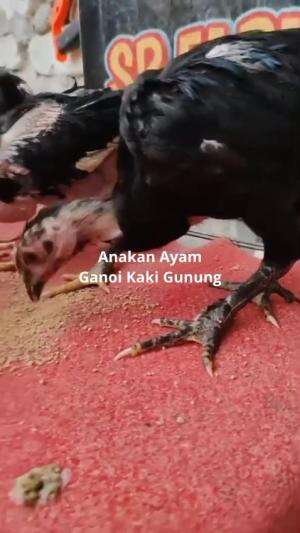 anakan Ayam ganoi Kaki Gunung Madura  #ayamganoi  #ayamhias  #ayamaduan
