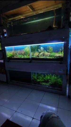 aquascape ku #aquascape  #aquascapeindonesia #aquarium 