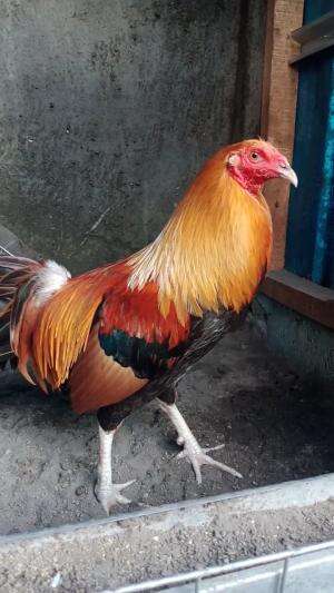  ayam import philipin harga 2kali IP16
#ayam  #ayamimport #ayamkampung