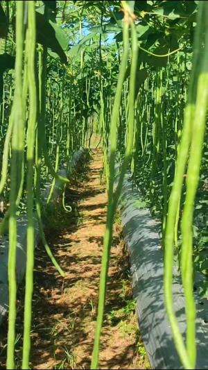 #Berkebun #fyp #fypシ゚viral #trending #foryou #RCTIPlus #HOTrctiplus 