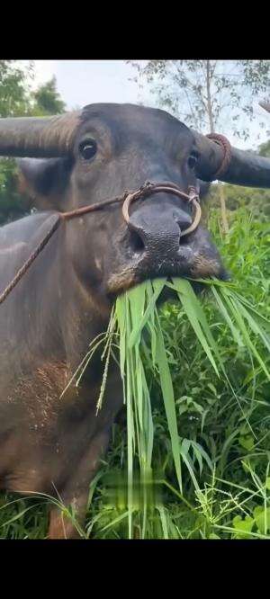 kejadian lucu orang2 ?? #funnyvideo  #funny  #videolucu 