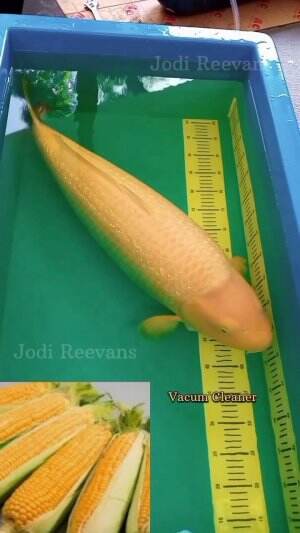 #ikankoi kok yang mirip jagung