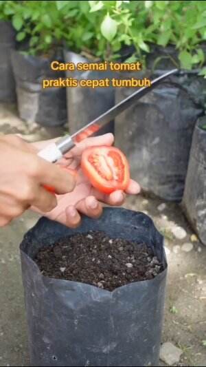 Cara semai tomat yang benar #Berkebun #fyp #fypシ゚viral #trending #foryou #RCTIPlus #HOTrctiplus 
