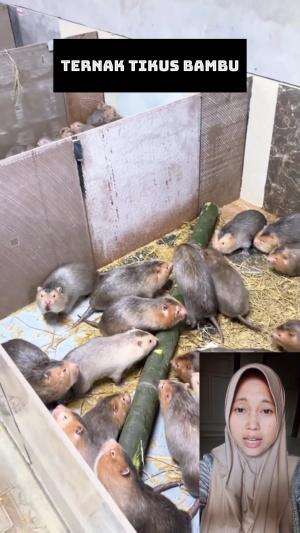 ternak tikus  bambu #tikus #ternak #tikusbambu #Viral 