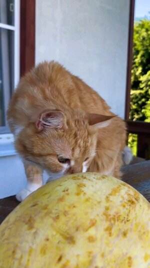 kucing makan buah #Kucing #kucingoyen #kucinglucu 