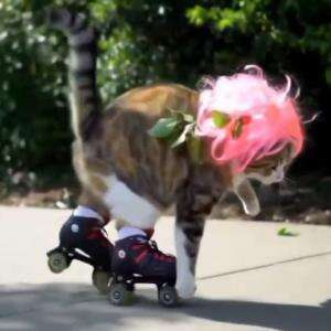 Kucing bermain sepatu roda  #kucing #lucu #Imutbanget #videolucu #sepaturoda #kucinglucu 