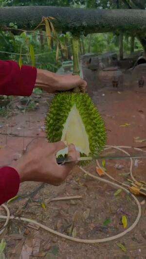 orang Thailand paling suka durian mengkal #Inspirasi 