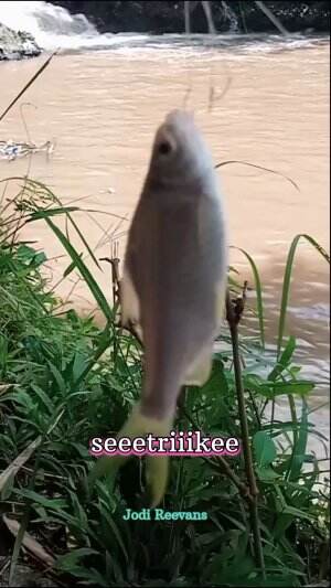 #seetriikeee
#mancing mania