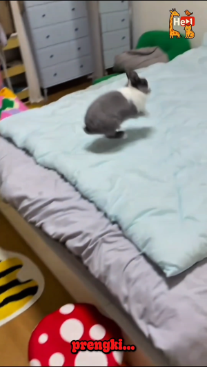 Kucing Hobby makan baso
 #shorts #shortplus #kucingoyen #hewan #randomvideo 
