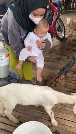 Noora main sama Kambing 🐐🐐  #NooraKhadijahAlKhered  #Kambing gunung  #tempatliburanternyaman  #The feeling of fresh air, sunshine and the wi