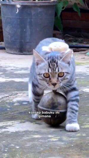 TERPAKSA