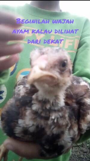 ayam soleh #4