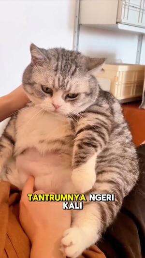 dikit dikit tantrum
#HOTrctiplus #shortplus #kucingoyen #duniakucing