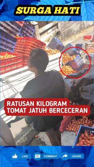 Kerjasama apik warga, saat bantu bereskan ratusan buah tomat yang berceceran di jalan. #orangbaik #kerjasama yg baik #musibah 
