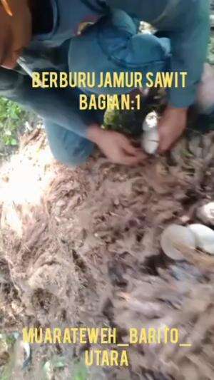 BERBURU JAMUR SAWIT
 #jamursawit
 #pohonsawit
 #umbutsawit
