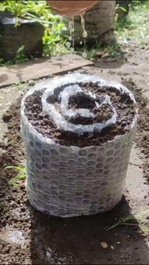 Memanfaatkan buble warp untuk berkebun #edukasi #fyp #fypシ゚viral #trending #foryou #RCTIPlus #HOTrctiplus #Berkebun 