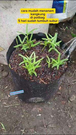 Menanam kangkung di polibag #berkebun #kangkung #kangkungpolibag 