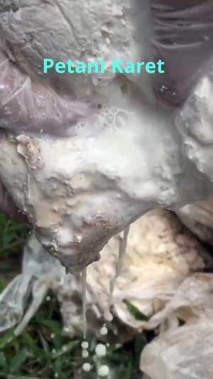 Petani Karet

ini adalah getah karet dalam plastik
jika kita kehabisan mangkok atau batok untuk menampung getah karet maka solusinya memakai