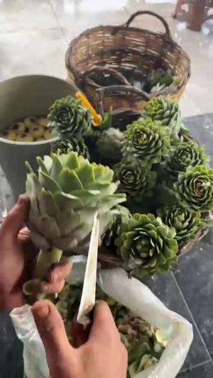ada yg tau ini apa?🙄