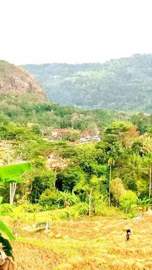 panen padi di kampung ku 