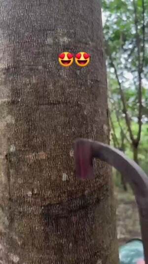 penurunan getah karet