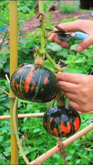 Labu kabocha extra mini #Berkebun #edukasi #fyp #fypシ゚viral #trending #foryou #RCTIPlus #HOTrctiplus