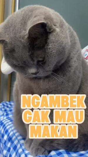ngambek gak mau makan
#HOTrctiplus #shortplus #kucingoyen #duniakucing
