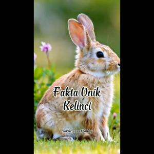 fakta unik kelinci ?


#faktaunik #kelinci #rctiofficial 