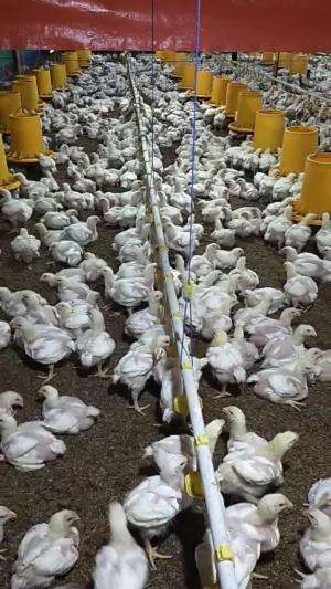 Ayam Broiler Umur 15hari 15 day old broiler chicken, hopefully it will finish with maximum results  #ayambroiler 