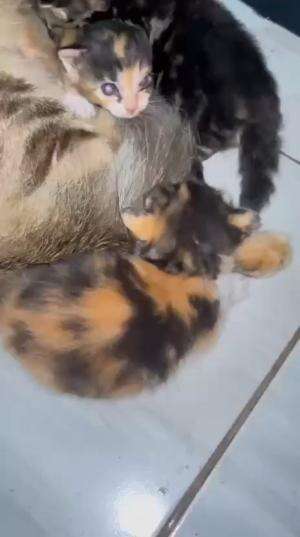 induk kucing sedanf menyusui anaknya...
#HOTrctiplus #shortplus #kucingoyen #duniakucing