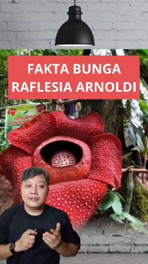 fakta tentang bunga raflesia Arnoldi #faktamenarik #raflesiaarnoldi 