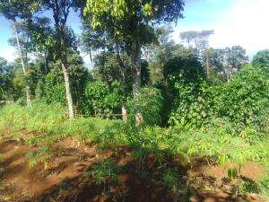 SIMPLE PRAKTIS #MyFirstVideoOnHot+ #RCTIPlus #HOTrctiplus 