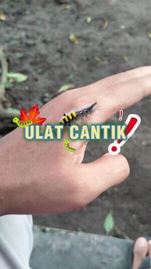 Jangan di tiru ya teman teman  #ulatbulu #binatang #animal #lutfiafifi 
