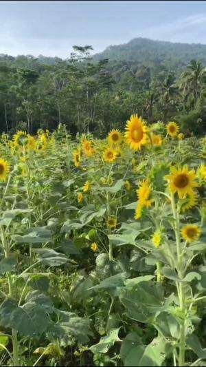 Panen Bunga Matahari #Berkebun #edukasi #fyp #fypシ゚viral #trending #foryou #RCTIPlus #HOTrctiplus