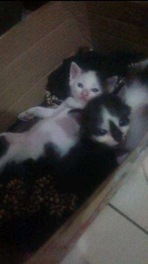 Kucing lucu #test 