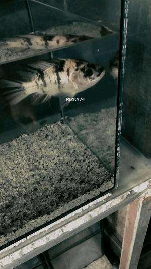  fish_lover  #fishes  #fish  #fishinthepond 