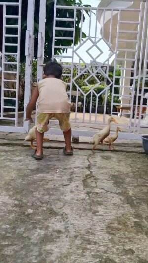 Kata siap Bebek nggak bisa dijadiin Pet Hewan?