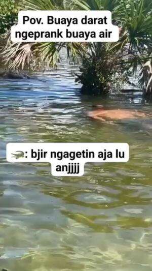 bule prank buaya #prank #buaya #videlucu 