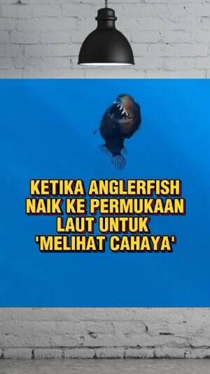 fenomena langka ketika seekor ikan anglerfish naik ke permukaan laut #infomenarik #infodunia 