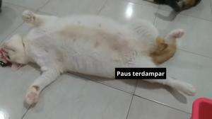 paus terdampar
#HOTrctiplus #shortplus #kucingoyen #duniakucing