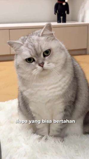 telat kasih makan
#HOTrctiplus #shortplus #kucingoyen #duniakucing