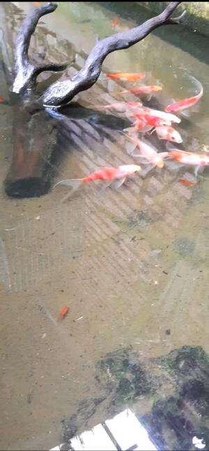 Kolam ikan #animals #pets
 #viral
#trending
